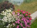img wa0069